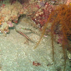Banded Pipefish..one's pregnant!