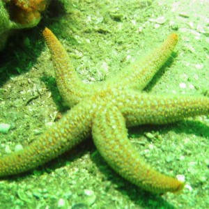 Starfish_of_Daytona1