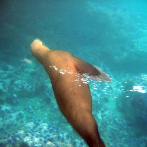 uncooperative sea lion