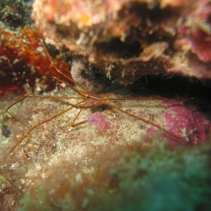 Arrow Crab 3-15-06