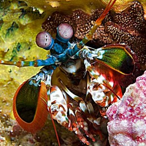 Baby mantis shrimp