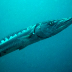 Barracuda up close
