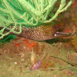 Diving_Eel