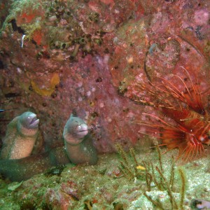 Diving_two_eels_and_a_lion_fish