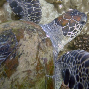 Sea_Turtle_05