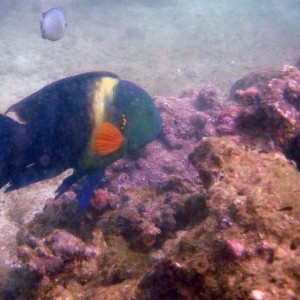 Broom_Tailed_Wrasse_00