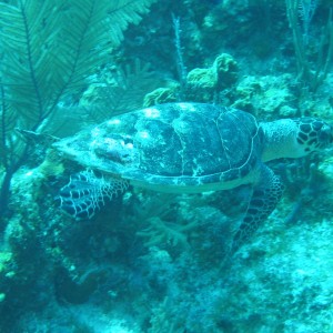 Sea_Turtle3