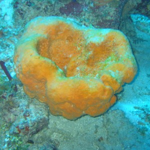 Orange_Coral
