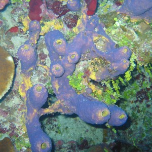 Purple_Sponge
