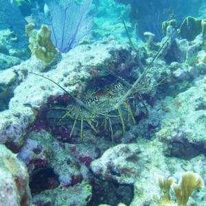 Lobsters at Snapper Ledge