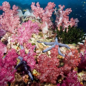 Great Soft Corals