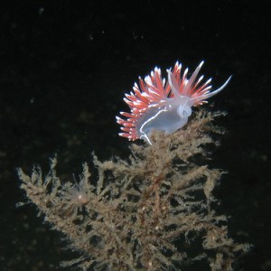 Nudibranch / Flabellina lineata