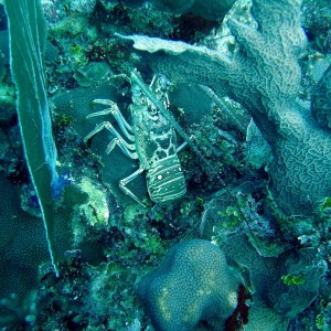 Hidden Lobster