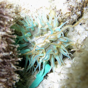 anemone - destin jetties