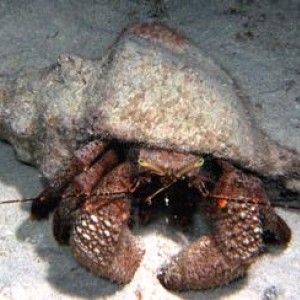 Hermit_Crab