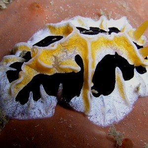 Nudibranch - Reticulidia
