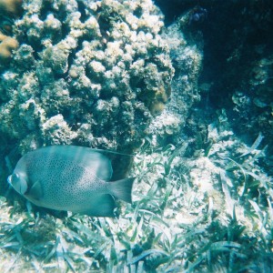 Grey Angelfish