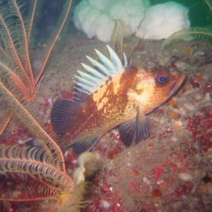 Quillback Rockfish and Chrinoids