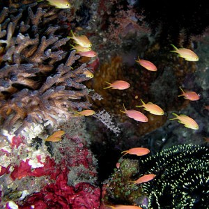 Anthias in Coral Colors