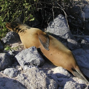 Sea Lion at rest