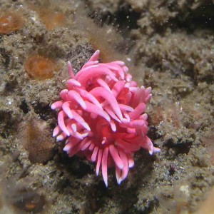 Pink Anemone at Shaw's Cove