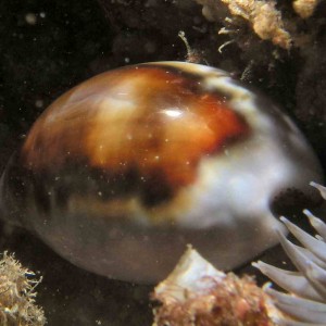 Cowrie at Shaw's Cove