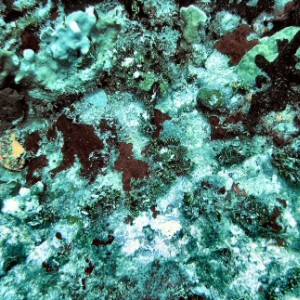 Coral Formation II