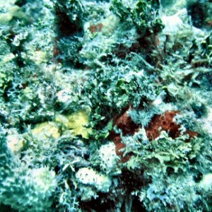 Coral Formation III