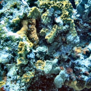 Coral Formation IV