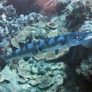 Barracuda at Overheat Reef