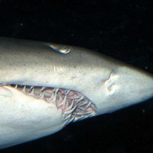 nc sand tiger in the dark very sacry  !!
