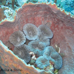 Corals at Santa Rosa