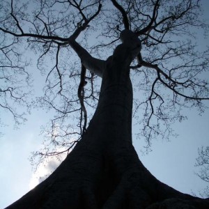 Ta Prohm tree