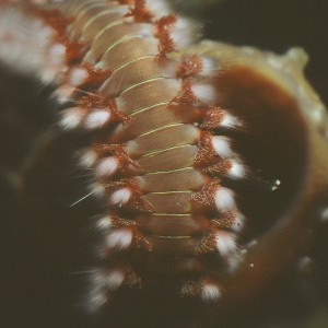 Bristle worm