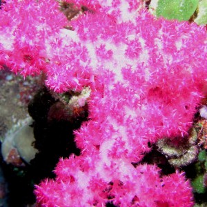P0041_red_white_Soft_Coral