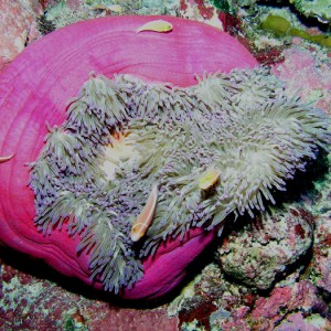 P0046_Pink_anemonefish_in_pink_anemone