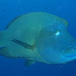P0111_Humphead_Wrasse_-_very_curious