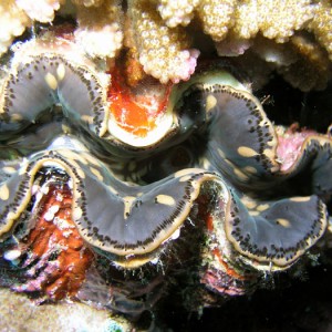 P0129_Giant_Clam_with_Gray_mantle