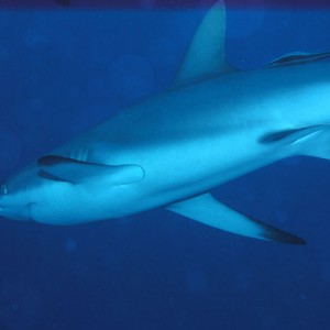 P0294_Close_up_of_Gray_Reef_Shark