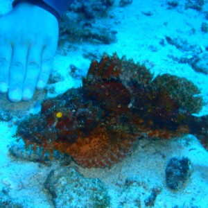 Petting a scorpionfish