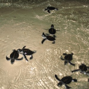 Routine Baby Turtles release