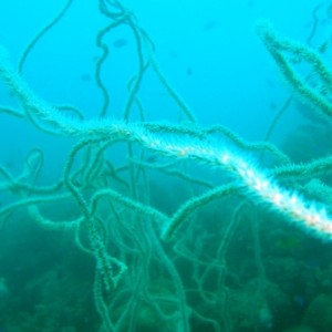 Whip Coral Mess