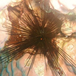 Spiny Urchin