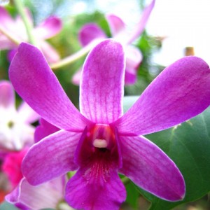 purple_orchid