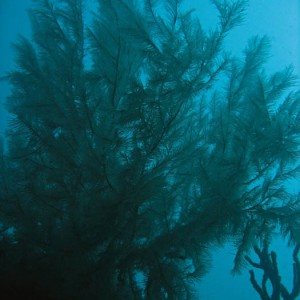Black coral 1