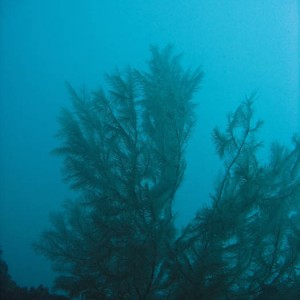 Black coral 2