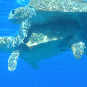 Turtle Love Grand Bahama Scuba Style