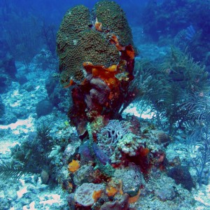 Pretty Coral Head