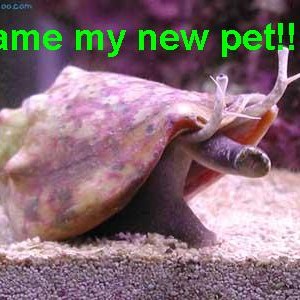 my pet florida fighting conch
