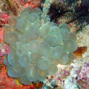 Grape Coral